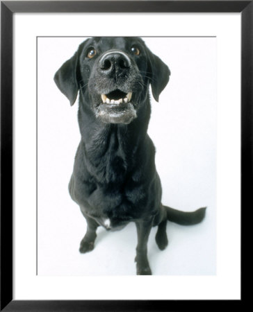 Black Labrador Framed Print Black Labrador Framed Print