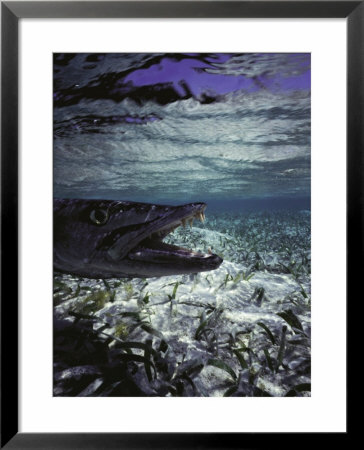 Barracuda In Water Framed Print Barracuda In Water Framed Print