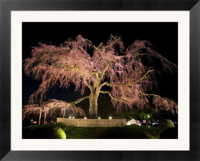 cherry tree blossom art. Cherry Tree in Blossom and