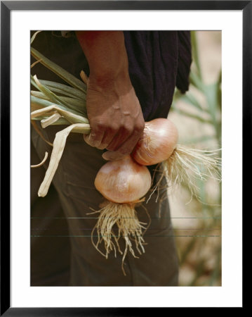 A man holding onions Framed Print A man holding onions Framed Print