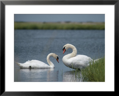 Swans in a pond Framed Print Swans in a pond Framed Print