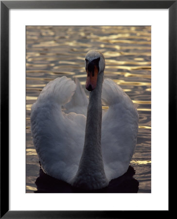 A swan Framed Print A swan Framed Print