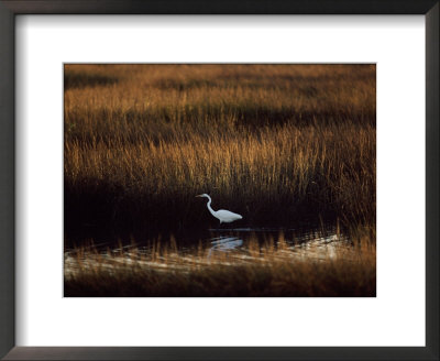 Great Egret in a Marsh Framed Print Great Egret in a Marsh Framed Print