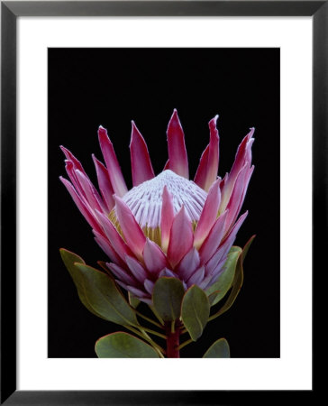 A tropical flower Framed Print A tropical flower Framed Print