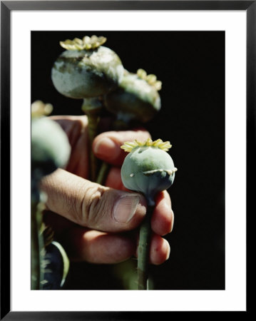 Opium poppy plants Framed Print Opium poppy plants Framed Print