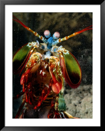 A mantis shrimp Framed Print A mantis shrimp Framed Print