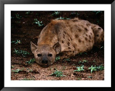 Spotted hyena Framed Print Spotted hyena Framed Print