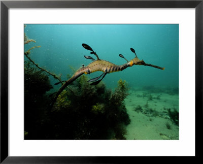 A weedy sea dragon Framed Print A weedy sea dragon Framed Print