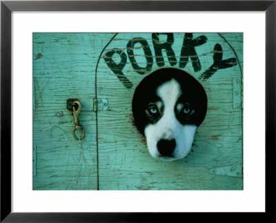 Porky the dog Framed Print Porky the dog Framed Print