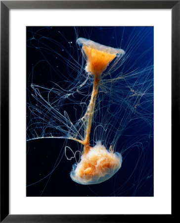 Lions mane jellyfish Framed Print Lions mane jellyfish Framed Print