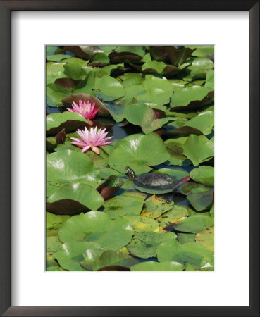 lily pad flower outline, clip art flowers outline. lily pad flower outline,