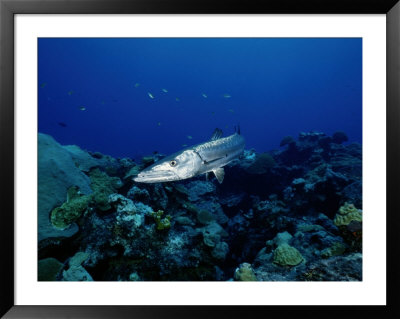 A great barracuda Framed Print A great barracuda Framed Print