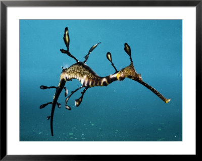 A weedy sea dragon Framed Print A weedy sea dragon Framed Print