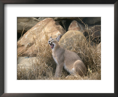 A caracal yawns Framed Print A caracal yawns Framed Print