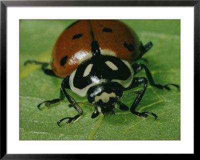 Ladybug Framed Print Ladybug Framed Print