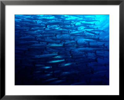 A school of blackfin barracuda Framed Print A school of blackfin barracuda Framed Print