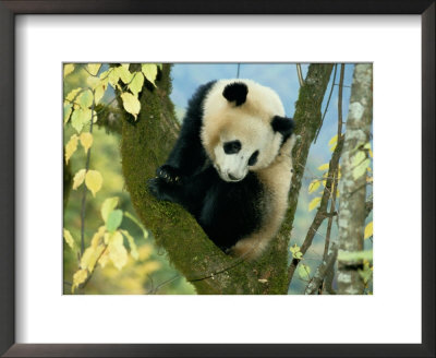 Juvenile giant panda Framed Print Juvenile giant panda Framed Print
