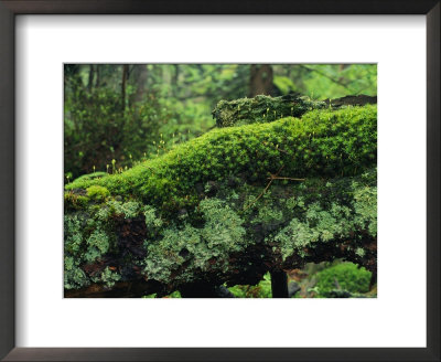Woodland mosses Framed Print Woodland mosses Framed Print
