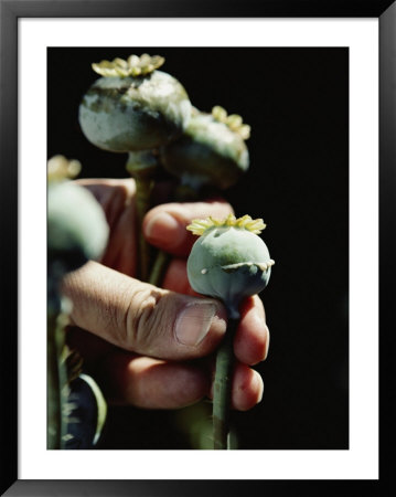 Opium poppy plants Framed Print Opium poppy plants Framed Print