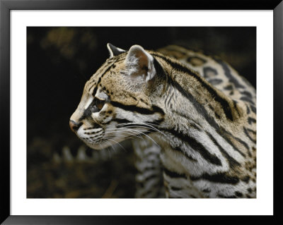 An ocelot Framed Print An ocelot Framed Print