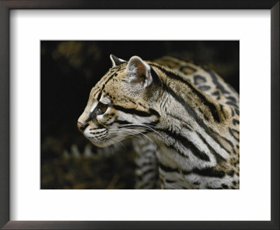 An ocelot Framed Print An ocelot Framed Print