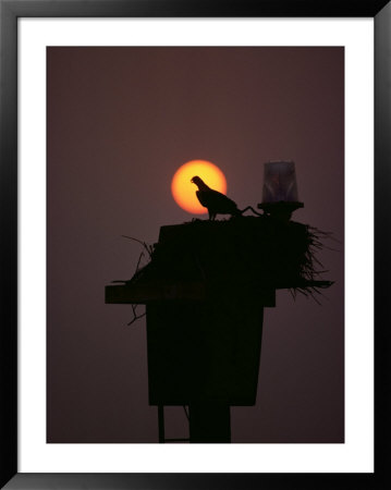 Silhouetted Osprey on its Nest Framed Print Silhouetted Osprey on its Nest Framed Print