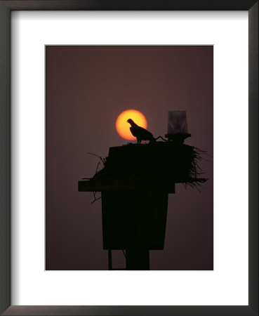 Silhouetted Osprey on its Nest Framed Print Silhouetted Osprey on its Nest Framed Print