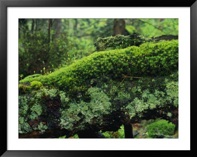 Woodland mosses Framed Print Woodland mosses Framed Print