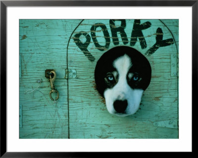 Porky the dog Framed Print Porky the dog Framed Print