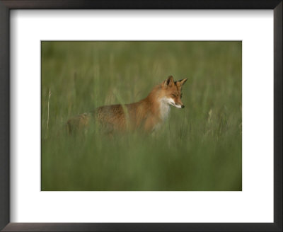 external image a-red-fox-hunting-in-tall-grass.jpg