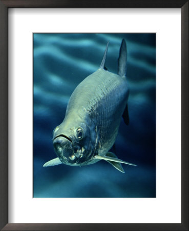 A tarpon Framed Print A tarpon Framed Print