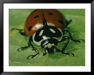 Ladybug Framed Print Ladybug Framed Print