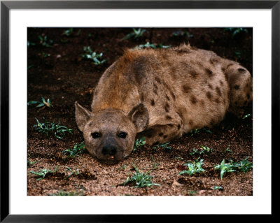 Spotted hyena Framed Print Spotted hyena Framed Print