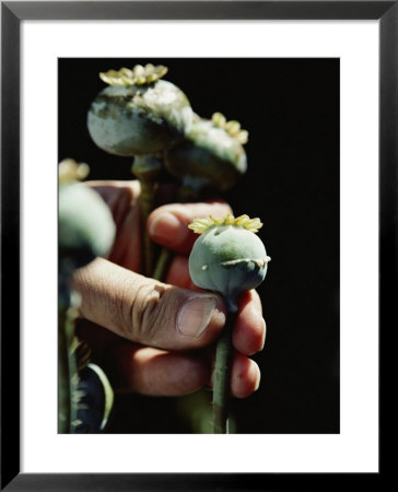 Opium poppy plants Framed Print Opium poppy plants Framed Print
