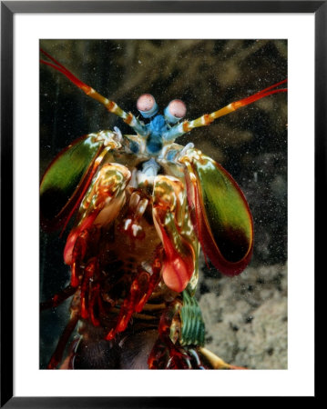 A mantis shrimp Framed Print A mantis shrimp Framed Print