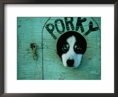 Porky the dog Framed Print Porky the dog Framed Print
