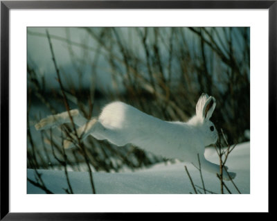 http://cache2.artprintimages.com/p/LRG/31/3186/6SH1F00Z/art-print/snowshoe-hare-in-white-winter-fur-running-in-the-snow.jpg