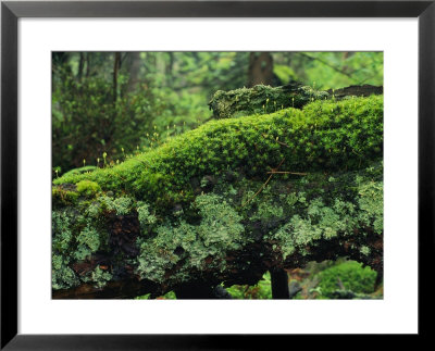 Woodland mosses Framed Print Woodland mosses Framed Print