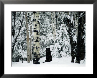 Anime Wolf Sitting. A gray wolf sitting in the