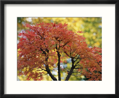 japanese maple tree leaves. japanese maple tree leaves.