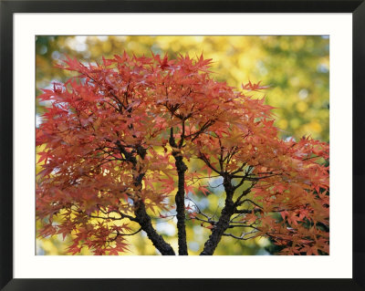 japanese maple tree types. japanese maple tree types.