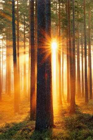 Forest Sunbeams Poster Forest Sunbeams Poster