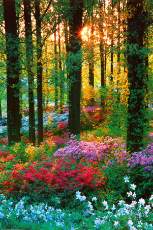 Flower Forest Poster Flower Forest Poster