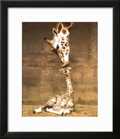 Giraffe, First Kiss Framed Print Giraffe, First Kiss Framed Print