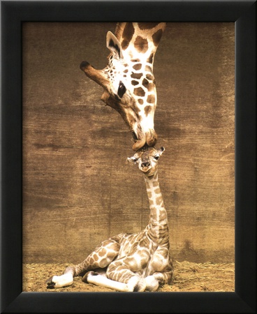 Giraffe, First Kiss Framed Print Giraffe, First Kiss Framed Print