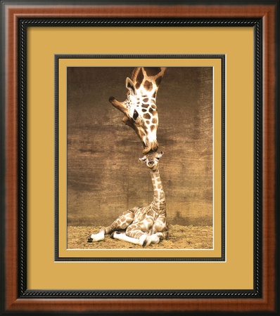 Giraffe, First Kiss Framed Print Giraffe, First Kiss Framed Print