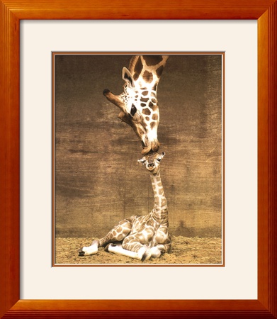 Giraffe, First Kiss Framed Print Giraffe, First Kiss Framed Print