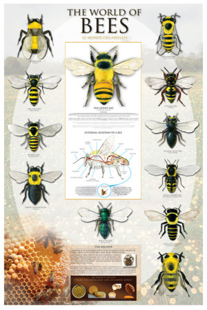 The World Of Bees Poster The World Of Bees Poster