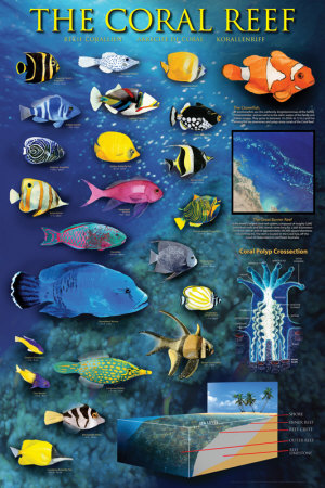 The Coral Reef Poster The Coral Reef Poster