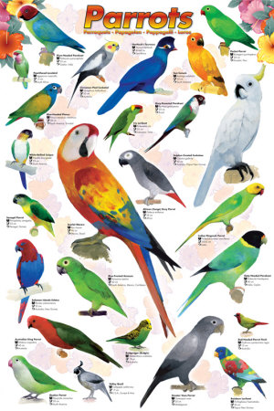 Parrots Poster Parrots Poster